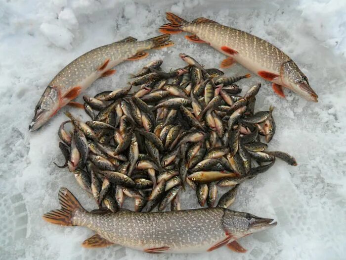 ловля окуня на жерлицы. щука на льду. зимняя рыбалка окунь щука. зимняя рыбалка окунь щука. ловля окуня на ратлины зимой.