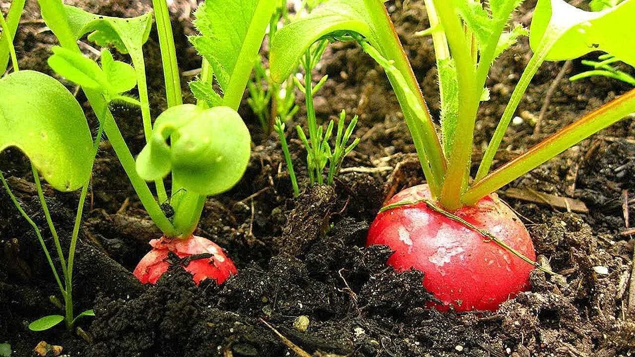 Какой редис сажать. Редис посевной. Редиска на грядке. В огороде редиски растут. Редиска растет на грядке.