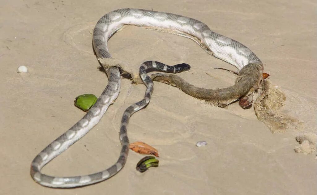 Остров Кеймада-Гранди Бразилия. Змеиный остров (Snake Island), Бразилия. Змеи кишат. Водяные змеи. Змеи в турции