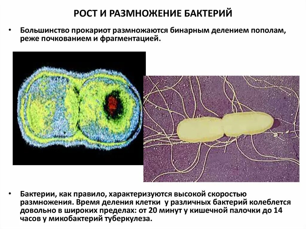 Питание клетки бактерии. Размножение бактерий. Рост и размножение бактерий. Размножение микроорганизмов. Рост прокариот.