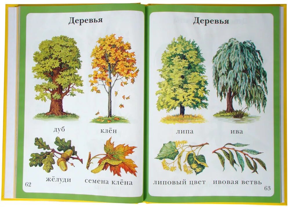 Дерево с книжками. Дерево с книгами. Дерево чтения в библиотеке рисовать. Книга дети на деревьях. Лист юного натуралиста.