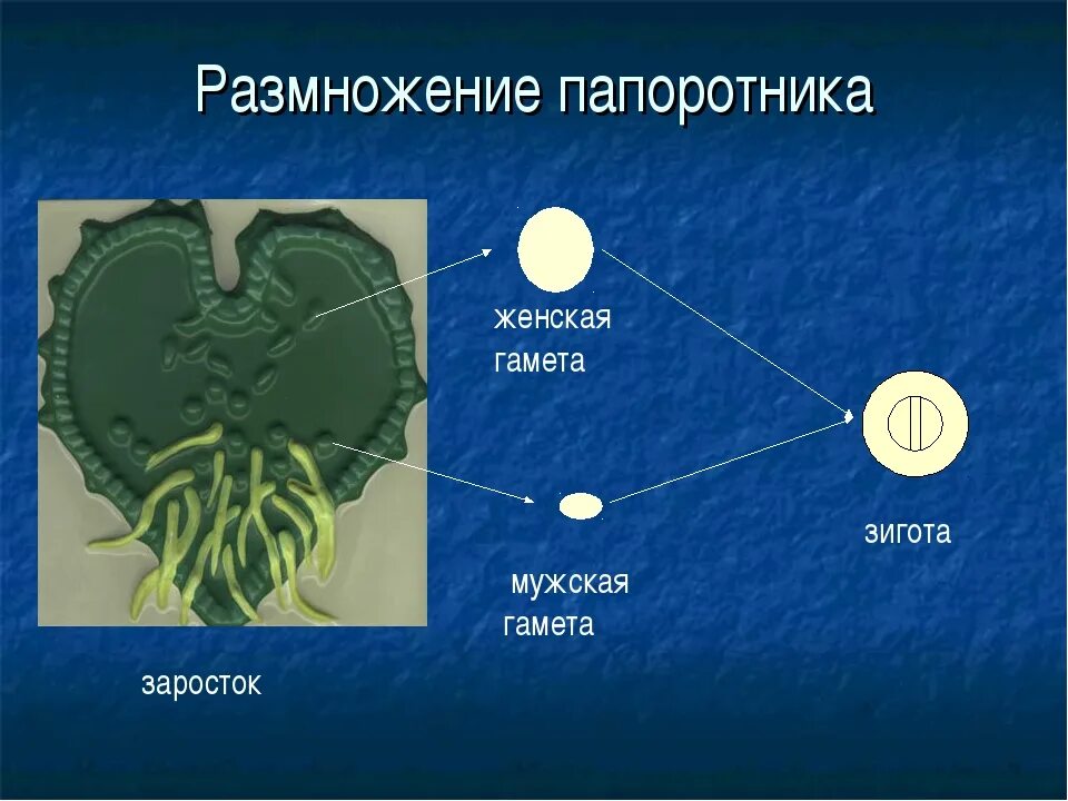 Размножение мхов и папоротников
