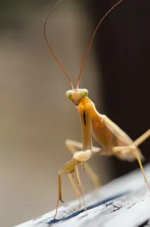 European Mantis (Mantis religiosa) (28966932083).jpg. 