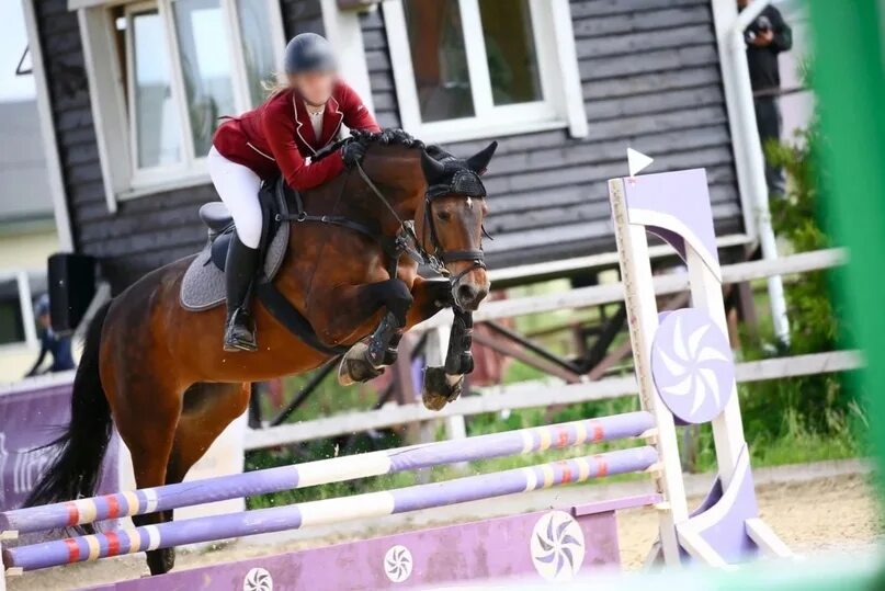 Лошади. Английская чистокровная лошадь. Horse конный. Horse конный. Конный магазин интернет.