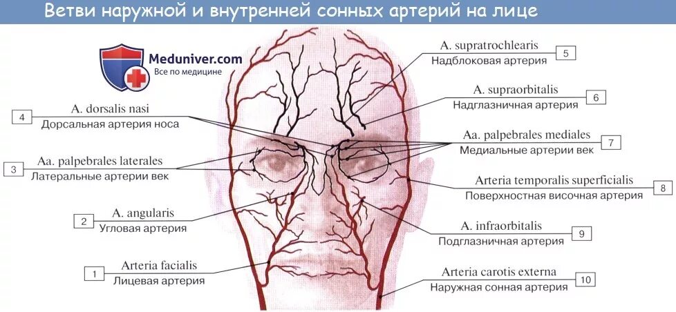 Сегменты лица