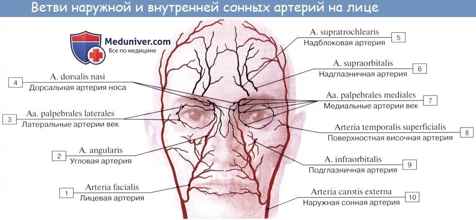 Внутренняя Сонная артерия и ее ветви. Внутренняя Сонная артерия топография ветви. Левая Сонная артерия кровоснабжает. Наружная и внутренняя Сонная артерия схема. Наружный на латыни