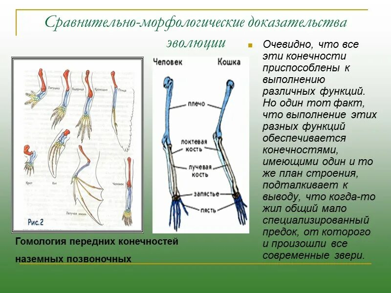 Морфологическая сравнительная доказательства эволюции. Морфологический метод доказательства эволюции. Конечности позвоночных доказательства эволюции. Схема строения конечностей наземного позвоночного. Появление в процессе эволюции пятипалых конечностей