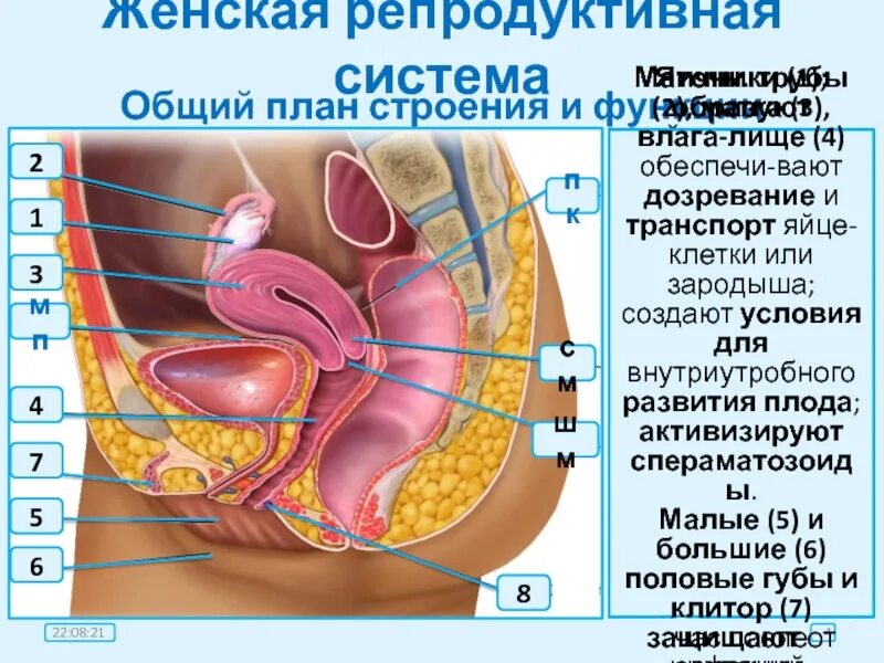 Анатомия женской репродуктивной системы маточная труба. Reproductive system. Репродуктивные органы. Женская репродуктивная система 1. Женская половая система рисунок.