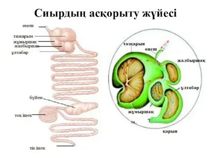 Егде жастағы әйел орысша сиқыруды сұрайды.