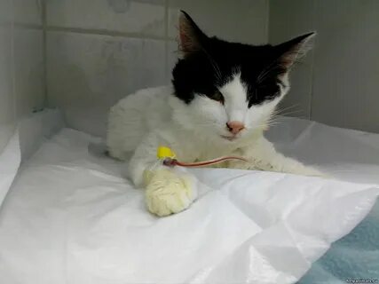Рвота у котенка 2 месяца