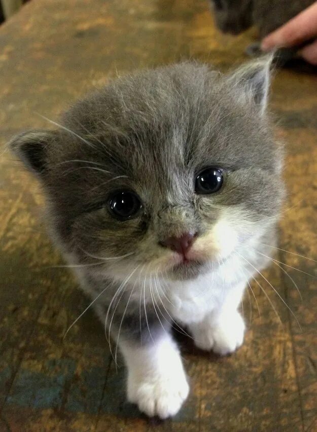 Фотография покажи пожалуйста. Маленький грустный котенок. Милый грустный котенок. Самые милые котики в мире. Любопытный котенок.