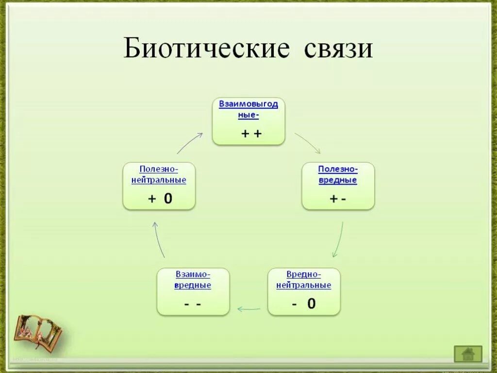 Биотические связи. Биотические взаимоотношения. Типы биотических отношений. Экологические связи биотические.