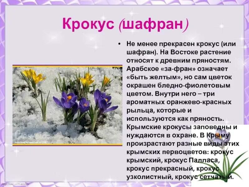 Шафран Крокус дикий. Шафран многолетнее растение. Крокус Шафран Крымский. Крокус Шафран цветок. Как переводится название крокус