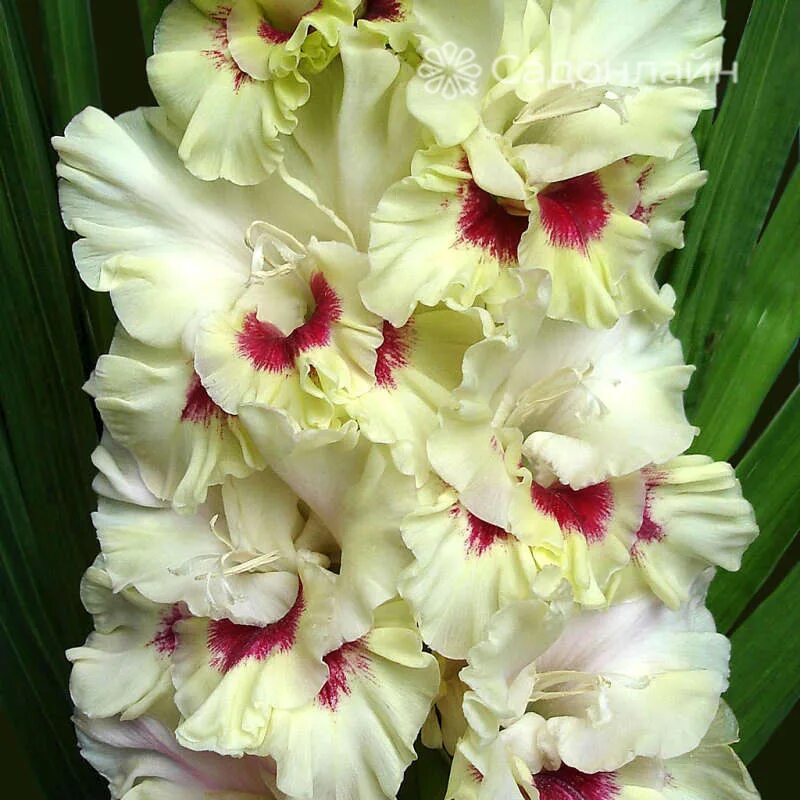 гладиолус вабенне. гладиолус шпажник. гладиолус редженси. гладиолус оазис. гладиолус файер френзи.