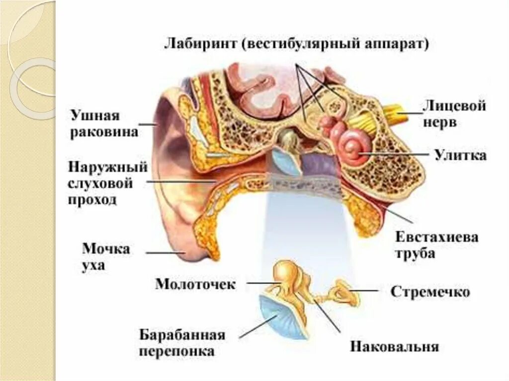 Воспаление слухового прохода. Воспаление внутреннего уха. Воспалительные заболевания внутреннего уха лабиринтит анатомия. Воспаление наружного слухового аппарата.