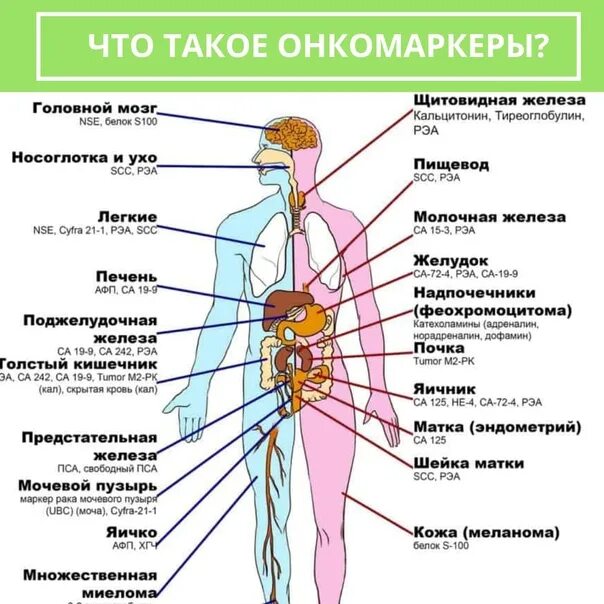 Что показывает онкомаркер крови. Онкомаркеры. Кровь на онкомаркеры. Онкомаркеры в онкологии. Онкомаркеры таблица.