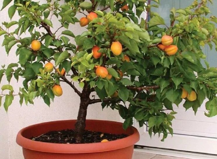 Сколько плодоносит персик. Нектарин дерево. Росток абрикосового дерева. Абрикос карликовый. Плодоносящий персик.