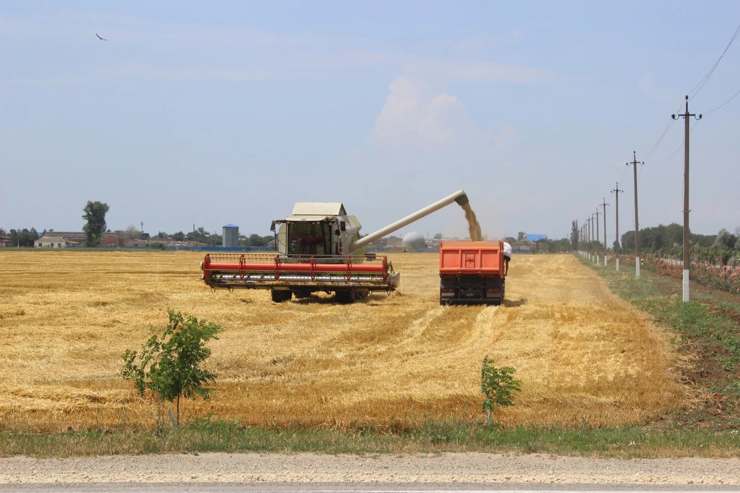 Когда начинается уборка зерновых. Уборку урожая начинают. Когда начинается уборка урожая. Уборочная кампания в нерехте. Уборочной кампании в ленинградской области.