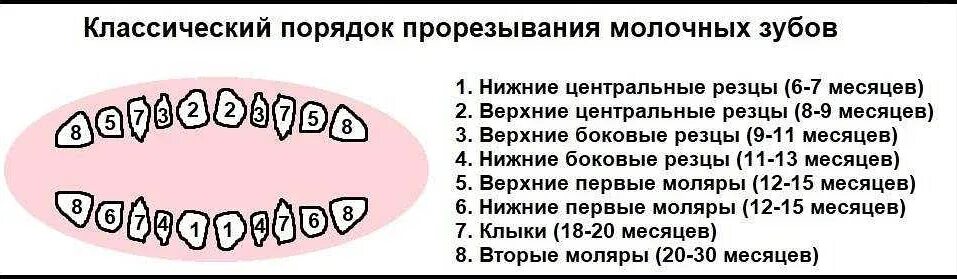 Во сколько месяцев режутся зубы у детей. Когда режутся зубы у детей. Порядок появления зубов. Порядок выпадения зубов. Когда вылезают зубы у детей.