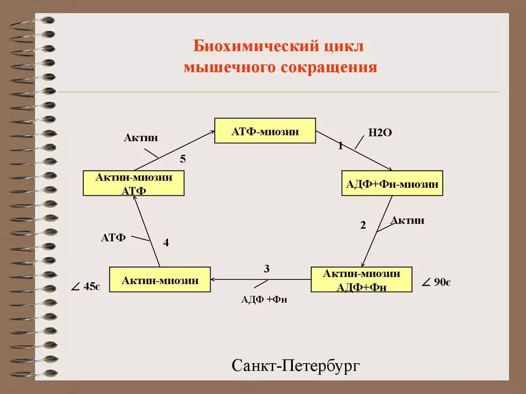 Схема мышечного сокращения биохимия. Схема сокращения мышц в биохимии. Биохимический цикл мышечного сокращения. Схема цикла мышечного сокращения.