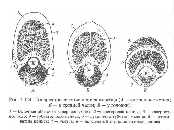 Тело нечленистое округлое поперечное. Схема поперечного разреза полового члена. Строение полового члена анатомия. Строение полового члена схема анатомия. Строение полового члена пещеристое тело.