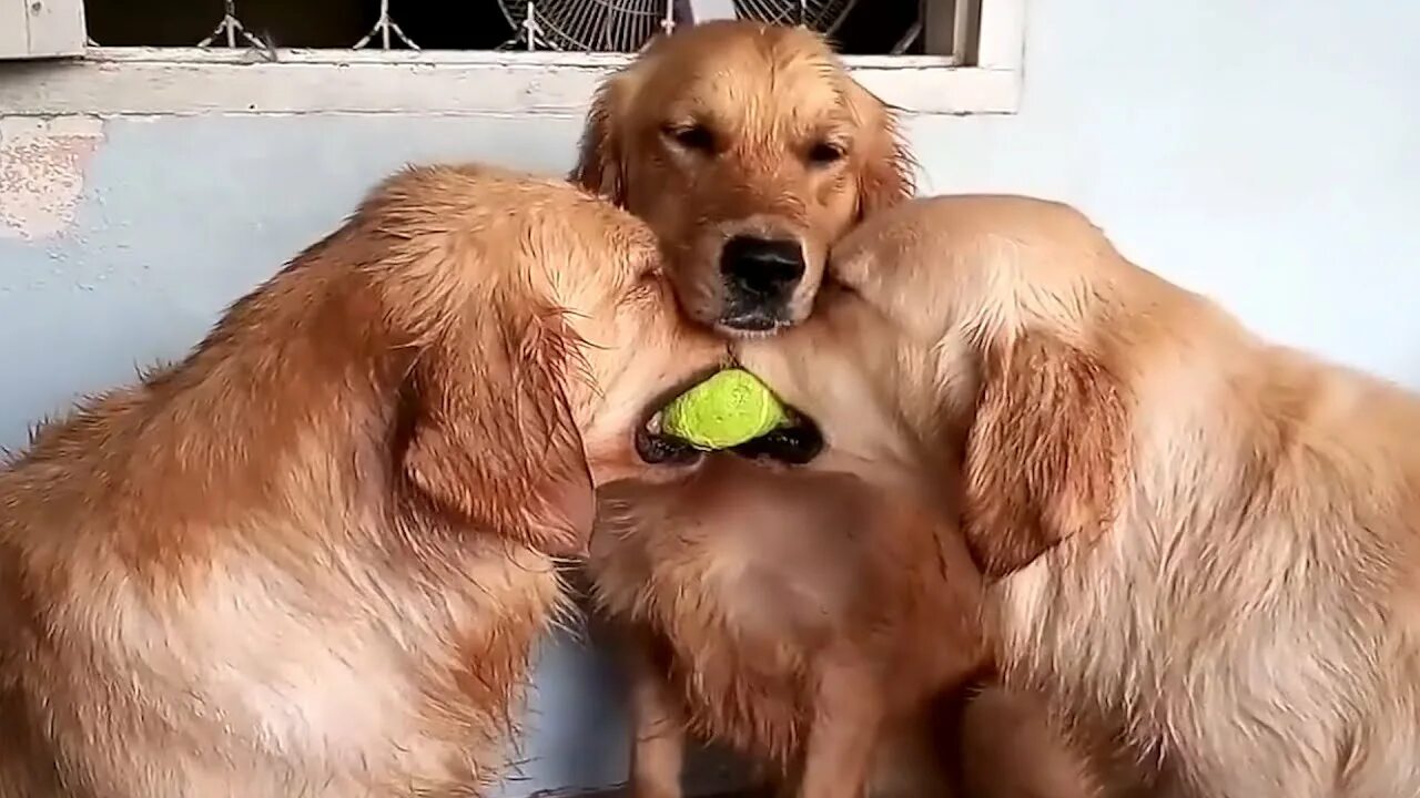 Бесплатные смешные видео про собак. Бигль с ребенком. Смешные собаки видео. Дети и животные приколы. Бесплатные смешные видео про собак.
