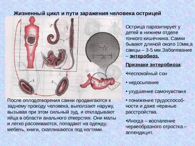 Может ли острица передаваться напрямую от человека. Острица профилактика. острицы у детей жизненный цикл. заражение острицами симптомы.