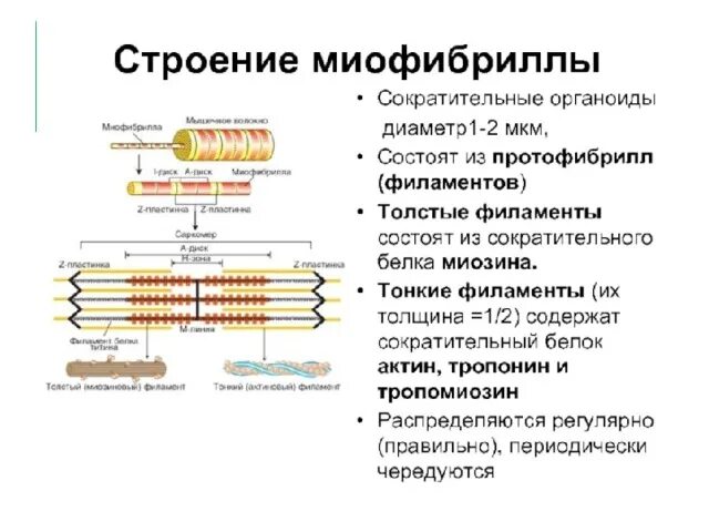 Каким номером на рисунке обозначена миофибрилла. Схема строения миофибриллы. Строение саркомера мышечного волокна. Строение миофибриллы физиология. Структура миофибриллы.