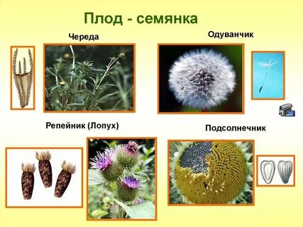Семянка примеры растений