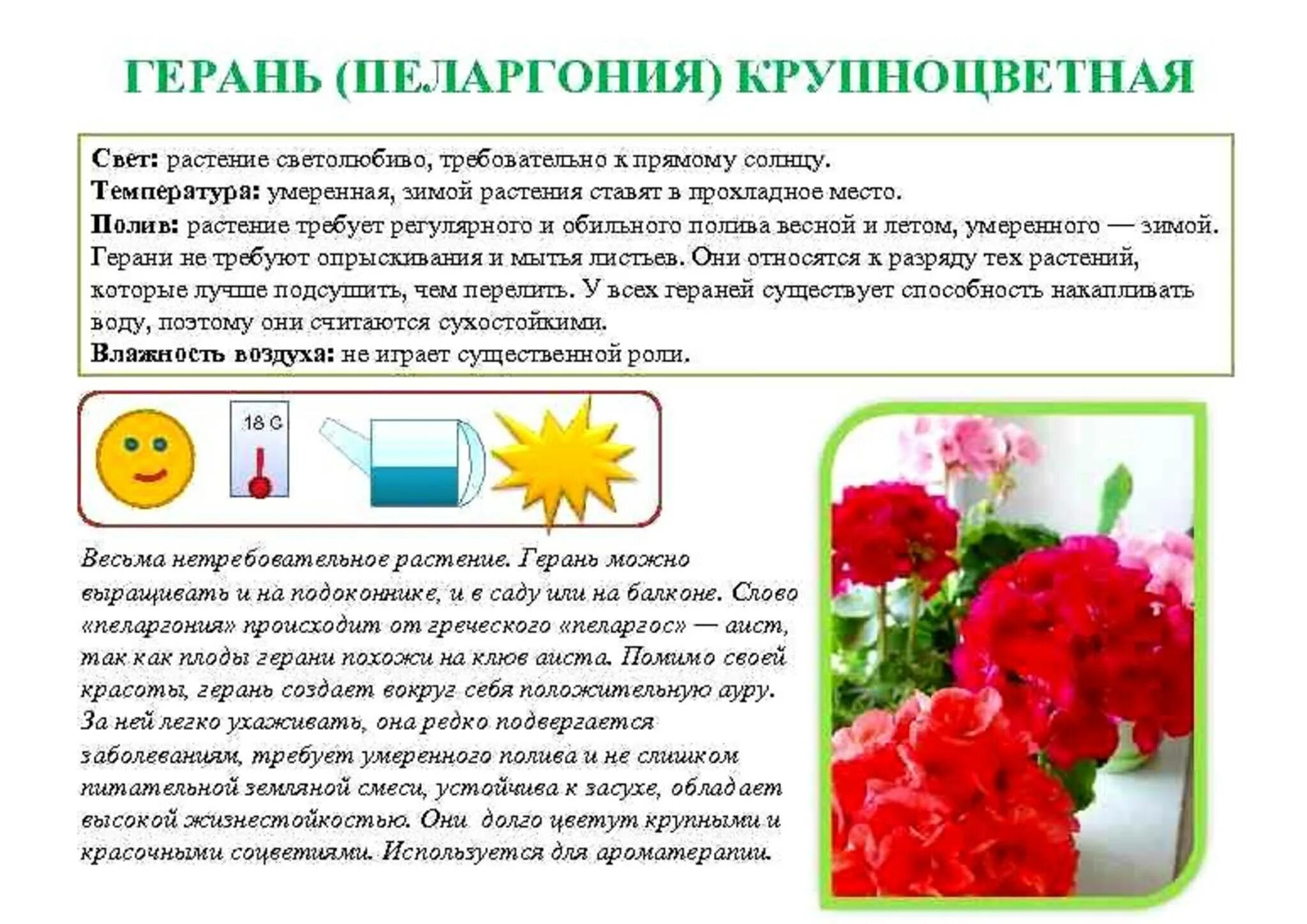 Пеларгония клубневая. Герань описание уход. Герань комнатное растение. Пеларгония клубневая. Пеларгония scarlet rosebud.