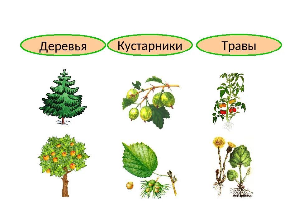 Деревья кустарники травы. Деревья, ку, тарники, травы. Дерево куст трава. Дерево кустарник травянистое растение.