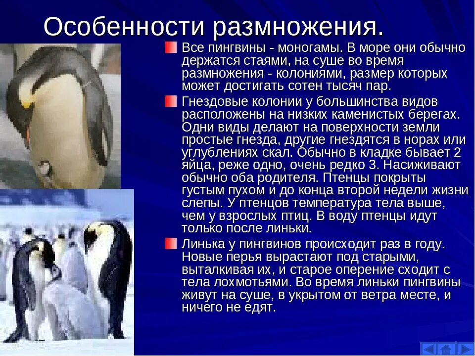 Характеристика пингвинов. Описание пингвина. Тип развития пингвинов. Внешний вид пингвина.