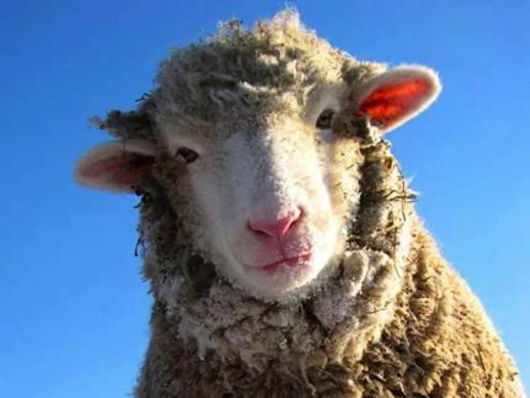Lady sheep