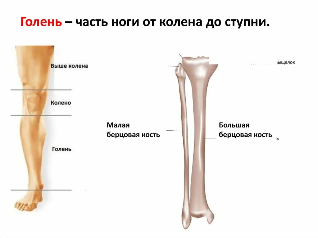 Где голень ноги