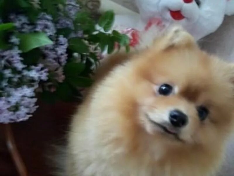 сколько собак в липецке