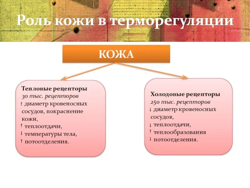 Роль кожи в терморегуляции. Кожа роль кожи в терморегуляции. Роль кожи в регуляции теплоотдачи. Участие кожи в теплорегуляции. Роль кожи в процессах терморегуляции