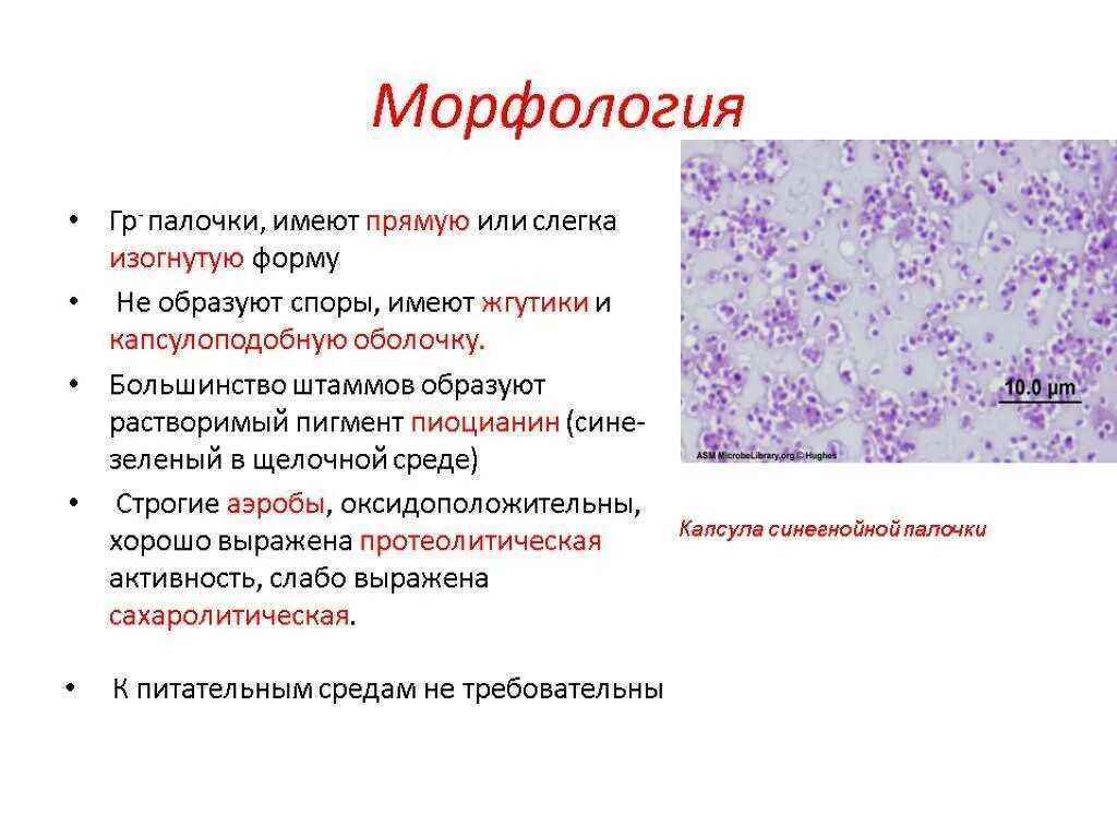 Синегнойная палочка морфология. Синегнойная палочка Morphology. Синегнойная палочка микробиология морфология. Синегнойная палочка микробиология характеристика.