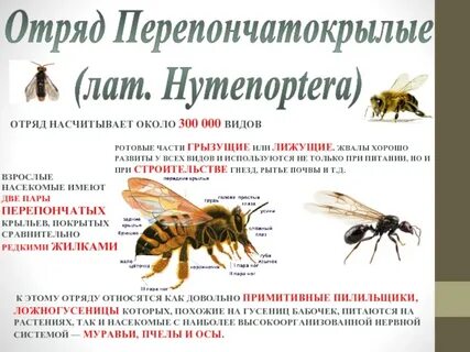 Отряды насекомых перепончатокрылые