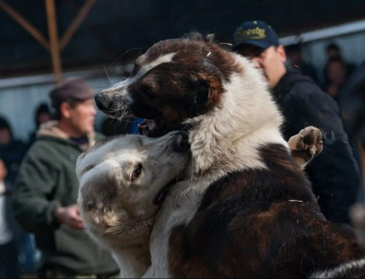 Бездомные собаки дерутся. Агрессивная собака. Собачья драка. Собачья драка. Немецкая овчарка волкодав.