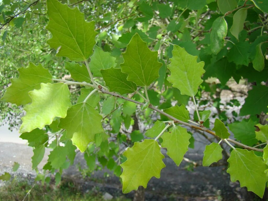 Тополь сереющий листья. Populus alba тополь белый. Тополь пирамидальный серебристый. Populus alba тополь белый листья. Тополь белый (populus alba) плоды.