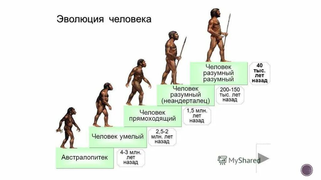 Появление признаков далеких предков