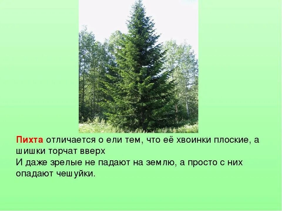 Как отличить пихту