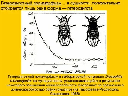 Гетерозиготные популяции