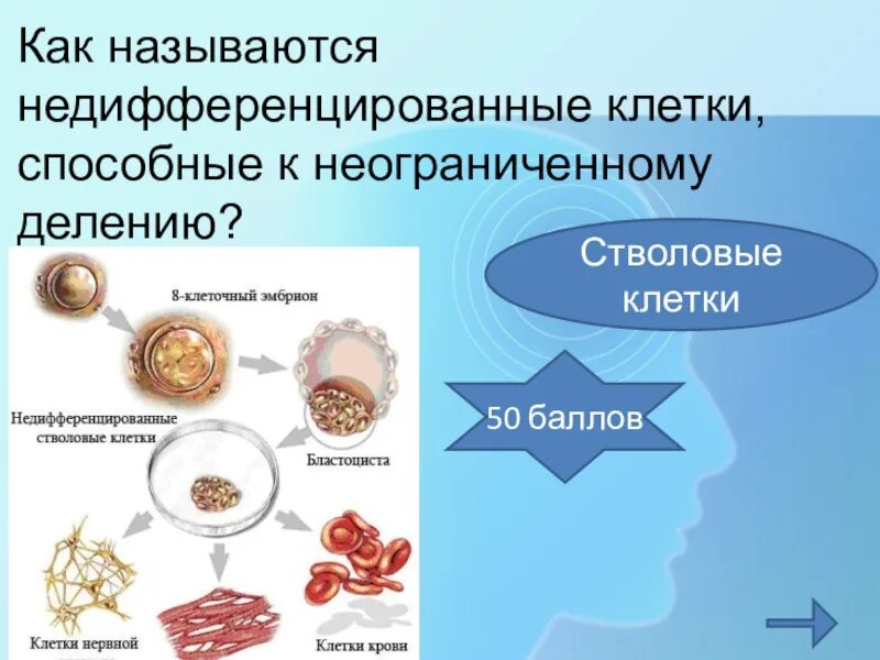 Б содержит недифференцированные клетки