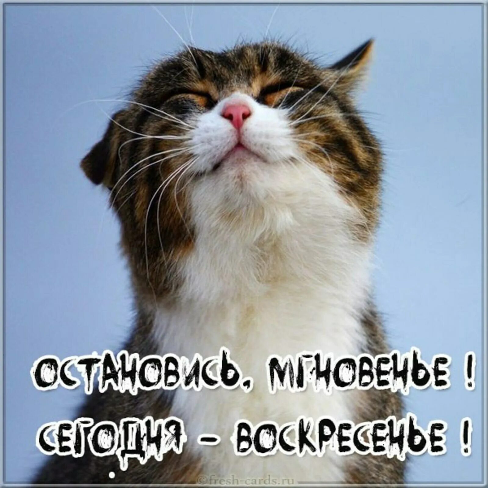 Плавные выходные. Довольный кот. Воскресенье картинки прикольные. Веселого воскресенья. Воскресенье котики.