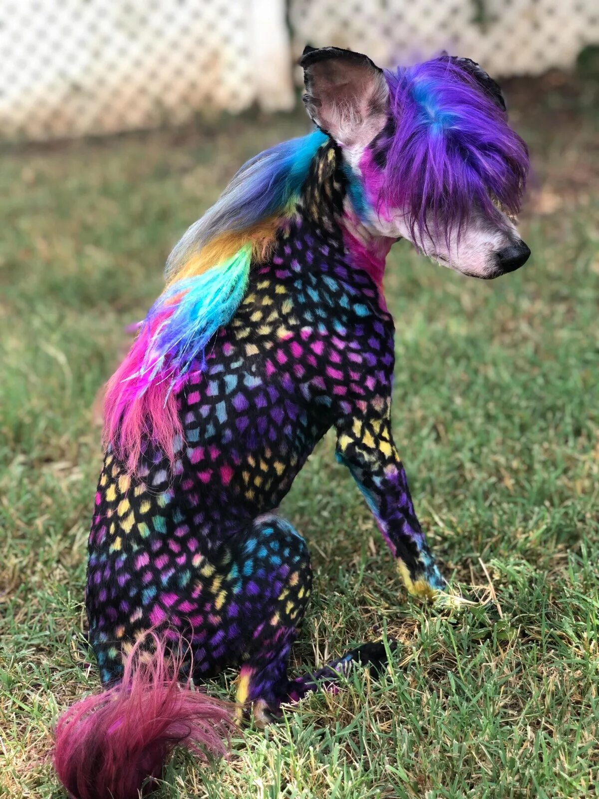 необычные стрижки собак. покрасить собаку в цветную. собака с разноцветными волосами. разноцветные пудели. фиолетовая собака.