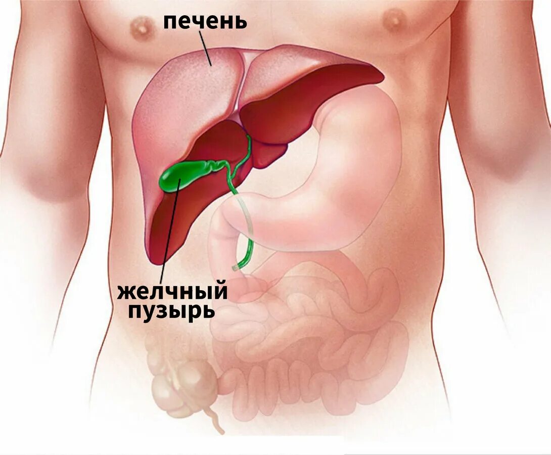 Жкб печени. Воспаление печени и желчного пузыря. Печень и желчный пузырь.