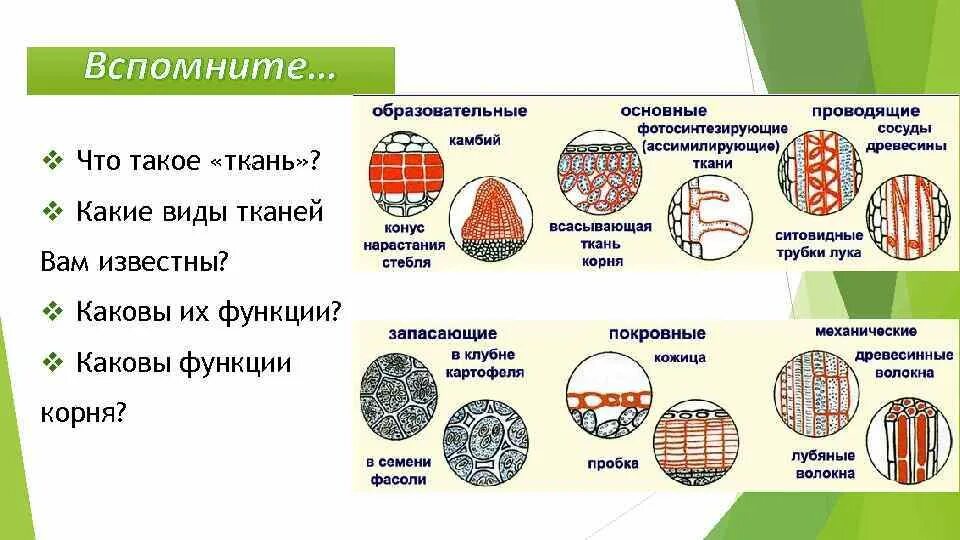 Камбий сосуды устьица древесинные волокна какое понятие. Виды тканей. Виды тканей биология. Типы тканей и их функции. Таблица образовательная ткань покровная ткань.