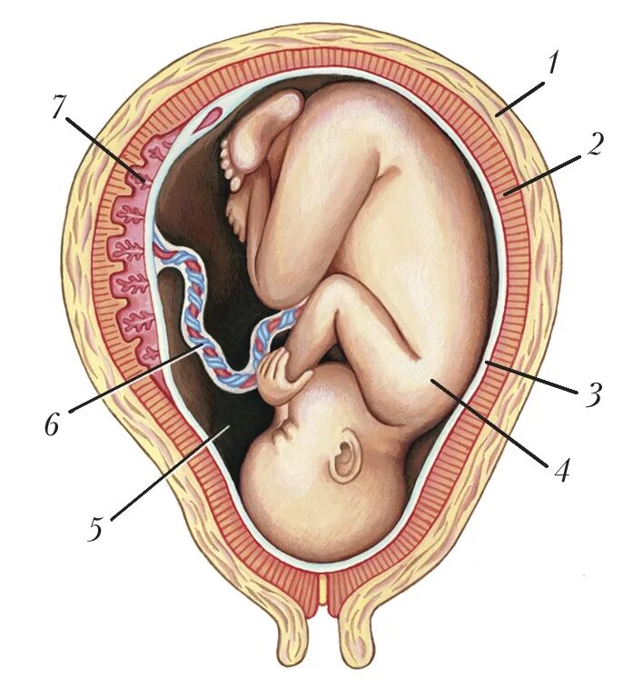 Под плацем. Плацента пуповина и плод. Плацента пуповина оболочки. ОКОЛОПЛОДНЫЙ пузырь и плацента строение.