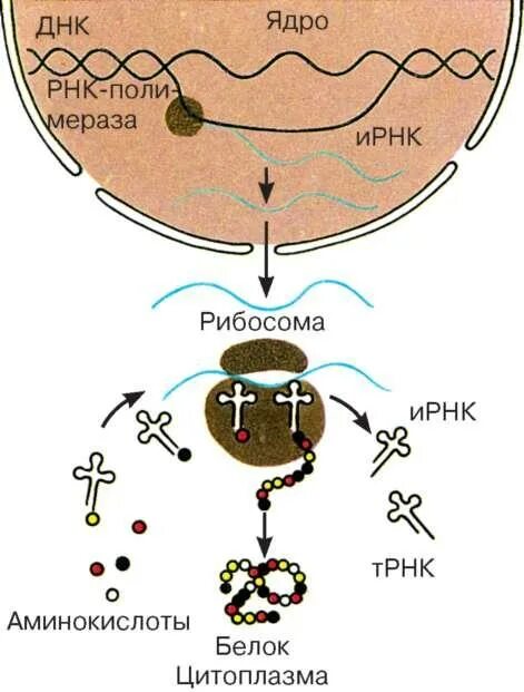 Схема синтеза белка в рибосоме. Схема синтеза белка в ядре. Синтез белка в ядре.